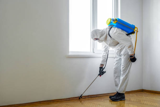 Wasp Removal Services in Branford Center, CT